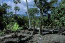 Tree stumps. Indonesia. Photo: © Curt Carnemark / World Bank
